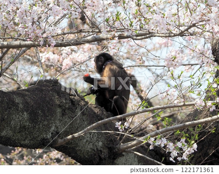 Cherry blossoms and monkeys in Ueno Park 122171361