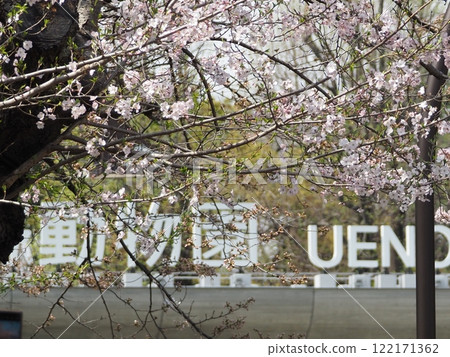 Cherry blossoms and monkeys in Ueno Park 122171362