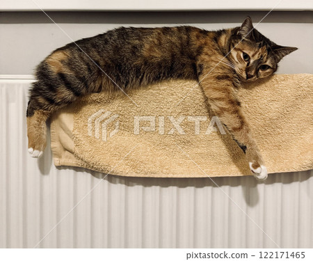 Cute female calico cat lying and warming up on the towel on a heating radiator 122171465