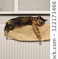 Cute female calico cat lying and warming up on the towel on a heating radiator. 122171466