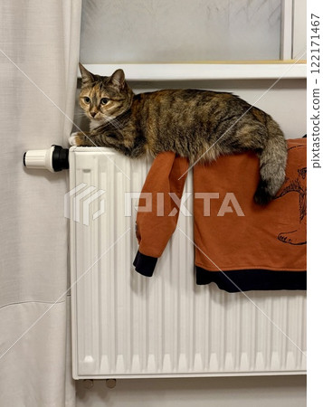 Cute female calico cat lying and warming up on the heating radiator 122171467