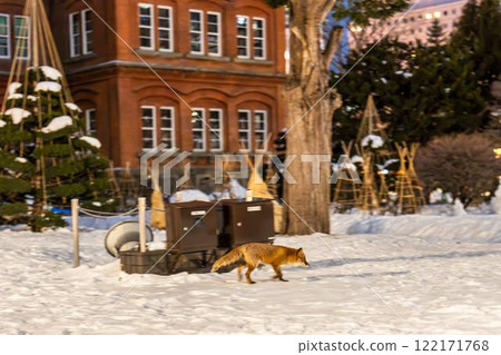 一隻紅狐狸突然出現，前北海道政府辦公室（紅磚政府大樓），北海道札幌 122171768