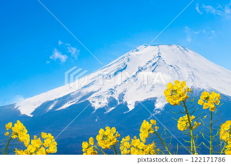 Rape blossoms and Mount Fuji 122171786
