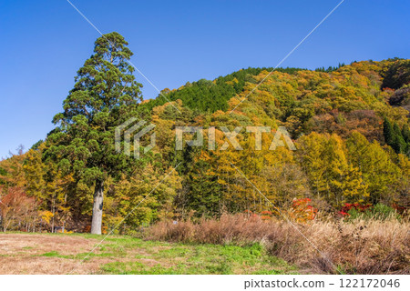 Autumn leaves along Seseragi Highway (Kiyomi Town, Takayama City, Gifu Prefecture) 122172046