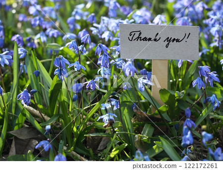 Thank you card placed among bluebells. 122172261
