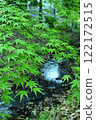 Green maple tree growing on mossy rocks in a stream 122172515