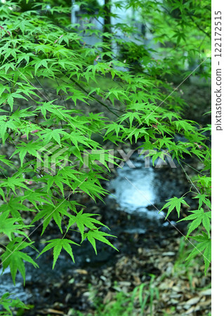 溪中長滿青苔的岩石上生長著綠色的楓葉 溪中長滿青苔的岩石上生長著綠色的楓葉 122172515