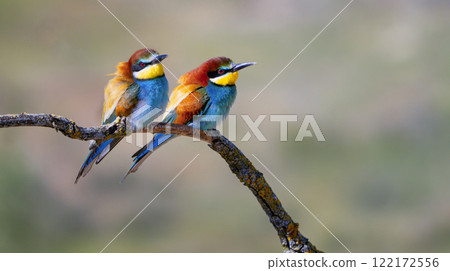 Bee-eater 122172556