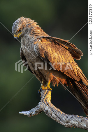 Black Kite 122172559