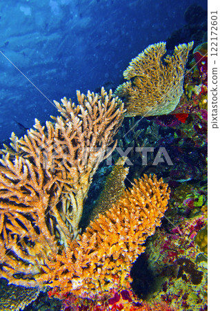 Hard Coral, Maldives Hard Coral, Maldives 122172601