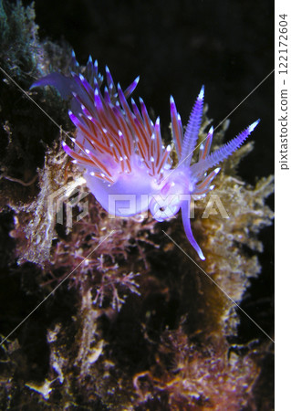 Flabellina affinis, Cabo Cope-Puntas del Calnegre Natural Park 122172604