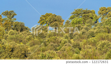 Mediterranean Forest, Spain 122172631