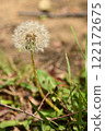 Dandelion fluff blowing fluff 122172675
