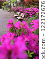 A park full of blooming azaleas 122172676