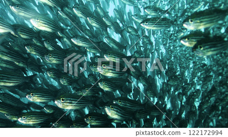 School of fish, Galapagos National Park School of fish, Galapagos National Park 122172994