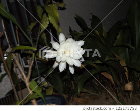 白色的大月季花,只能觀賞一晚。 白色的大月季花,只能觀賞一晚。 122173758