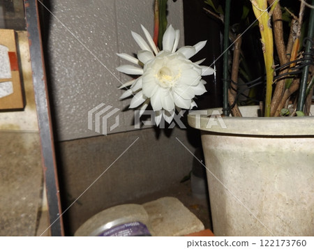 A large white moonbeauty flower that can only be enjoyed for one night. A large white moonbeauty flower that can only be enjoyed for one night. 122173760