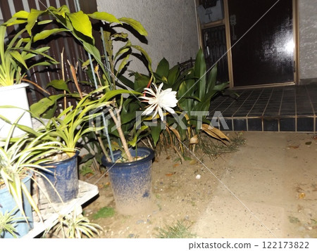 白色的大月季花，只能觀賞一晚。 122173822
