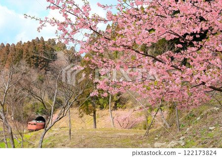 小湊鐵道“河津櫻花和從隧道出來的列車” 122173824