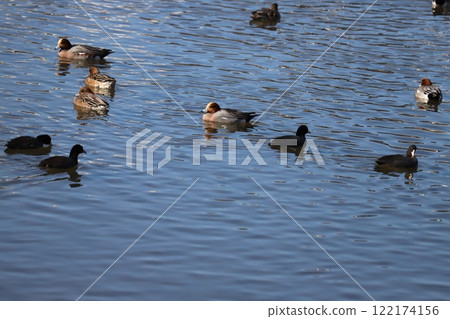一群繡球和奧本在冬天河裡游泳 一群繡球和奧本在冬天河裡游泳 122174156
