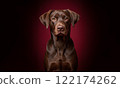 Chesapeake Bay Retriever dog portrait against dark background 122174262