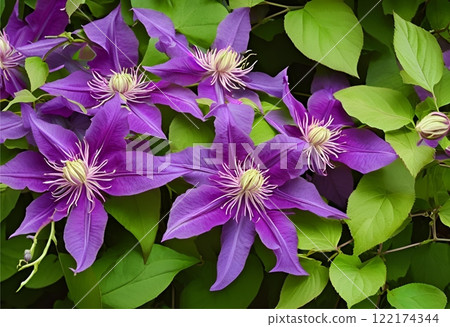 Purple Clematis vine blooms fully, covering the plant.AI Generated 122174344