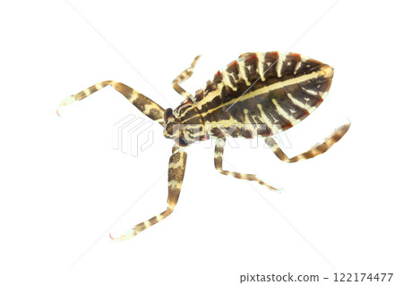 First instar larva of giant water bug First instar larva of giant water bug 122174477