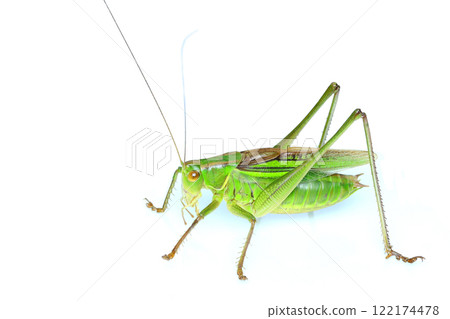Grasshopper (Trichodidae) Adult (Male) 122174478