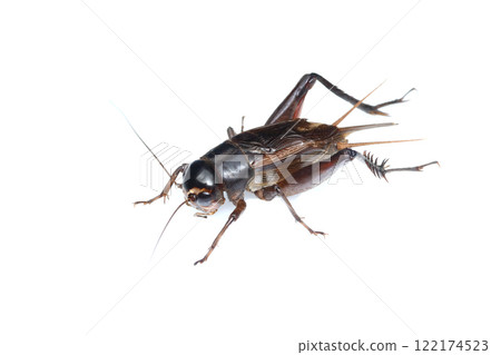 Adult (male) field cricket 122174523