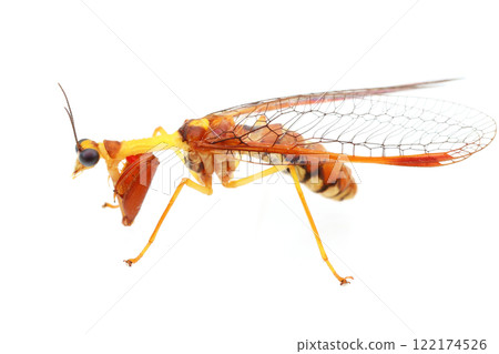 重點mantispidae 122174526