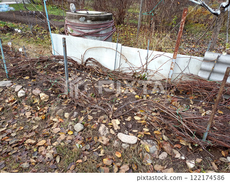 Grape vines pressed to the ground for winter with fallen leaves Grape vines pressed to the ground for winter with fallen leaves 122174586