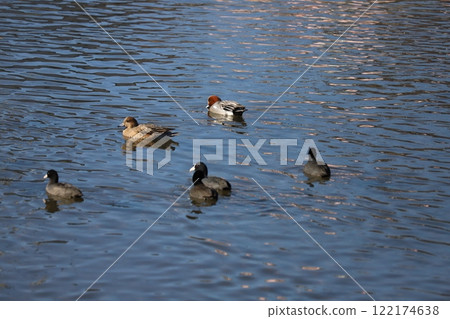 A flock of wigeons and coots swimming in the winter river 122174638