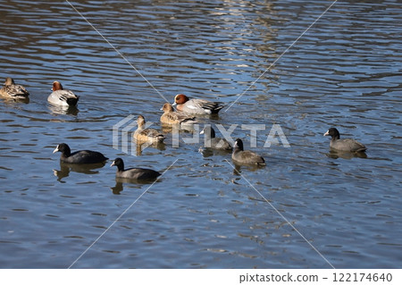 A flock of wigeons and coots swimming in the winter river A flock of wigeons and coots swimming in the winter river 122174640