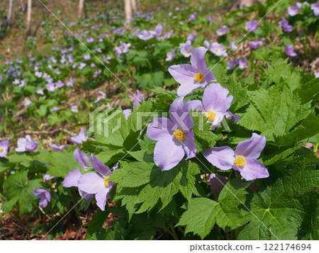 Notan湖的Shirane Aoi Notan湖的Shirane Aoi 122174694