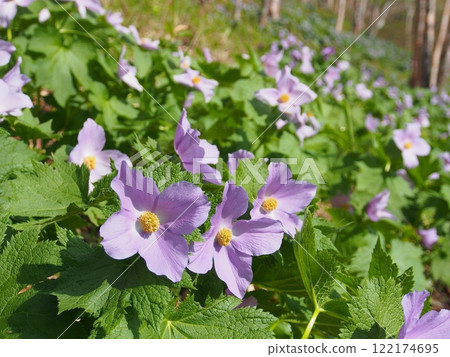 Notan湖的Shirane Aoi 122174695