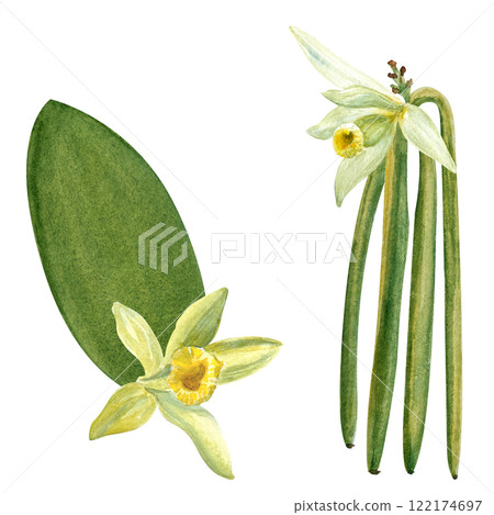 Vanilla bean, orchid leaf and flower watercolor illustration set isolated on white background. Hand drawn design elements perfect for spice box, cafe menu, food packaging, recipes, label and logo 122174697