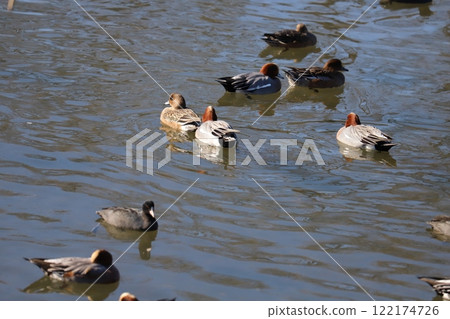 一群繡球和奧本在冬天河裡游泳 一群繡球和奧本在冬天河裡游泳 122174726