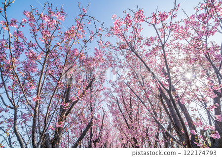 "Saitama Prefecture" Cherry tree seedling farm field, Minuma rice field 122174793