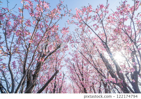 「埼玉縣」櫻花苗農田/三沼稻田 122174794