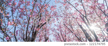 「埼玉縣」櫻花苗農田/三沼稻田 122174795