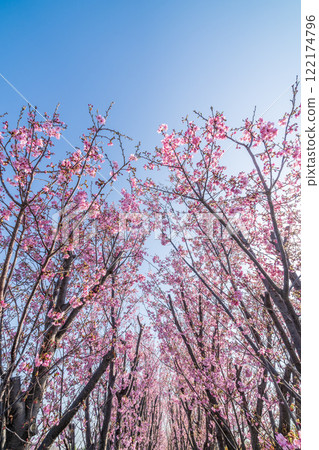 「埼玉縣」櫻花苗農田/三沼稻田 「埼玉縣」櫻花苗農田/三沼稻田 122174796