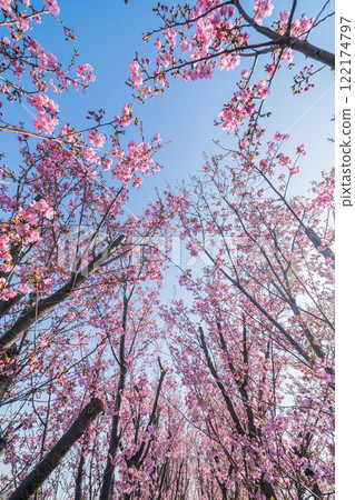 "Saitama Prefecture" Cherry tree seedling farm field, Minuma rice field 122174797