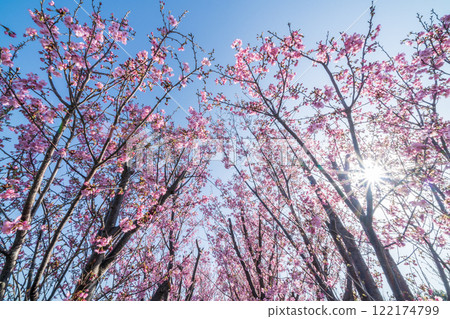 "Saitama Prefecture" Cherry tree seedling farm field, Minuma rice field 122174799