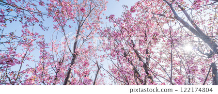 「埼玉縣」櫻花苗農田/三沼稻田 122174804