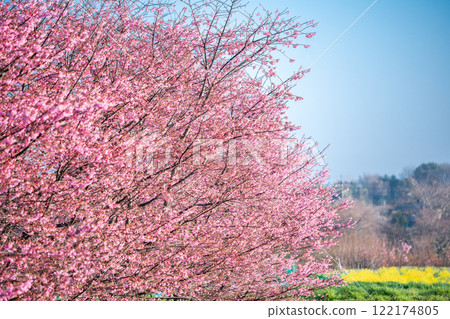 「埼玉縣」櫻花苗農田/三沼稻田 122174805