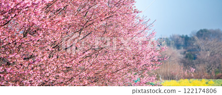 "Saitama Prefecture" Cherry tree seedling farm field, Minuma rice field 122174806