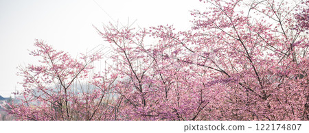 「埼玉縣」櫻花苗農田/三沼稻田 「埼玉縣」櫻花苗農田/三沼稻田 122174807