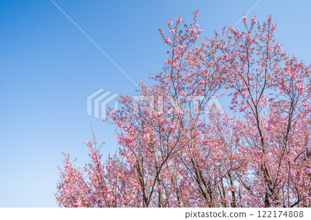 「埼玉縣」櫻花苗農田/三沼稻田 122174808