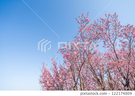 "Saitama Prefecture" Cherry tree seedling farm field, Minuma rice field 122174809
