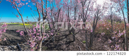 "Saitama Prefecture" Cherry tree seedling farm field, Minuma rice field 122174820